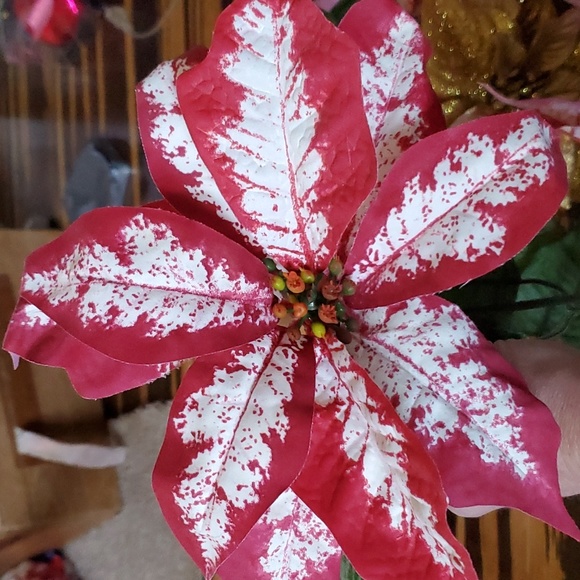 Poinsettia flowers - Picture 3 of 3